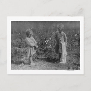 Carte Postale Deux jeunes filles qui ramassent du coton Photogra