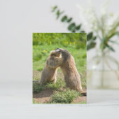 Carte Postale deux jeunes marmottes (Debout devant)
