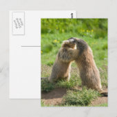 Carte Postale deux jeunes marmottes (Devant / Derrière)