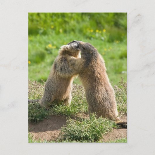 Carte Postale deux jeunes marmottes (Devant)