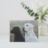 Carte postale Deux laboratoires (Debout devant)