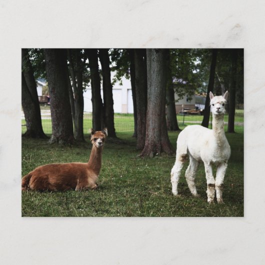 Carte Postale Deux lamas en Indiana (Devant)