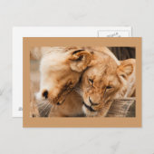 Carte postale Deux Lions (Devant / Derrière)