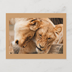 Carte postale Deux Lions