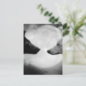 Carte Postale Deux loups se faisant face (Debout devant)