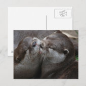 Carte Postale Deux loutres adorables (Devant / Derrière)