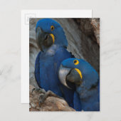 Carte Postale Deux Macaws Hyacinth, Brésil (Devant / Derrière)