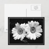 Carte Postale Deux marguerites (Devant / Derrière)