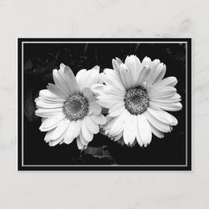 Carte Postale Deux marguerites