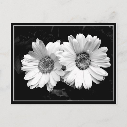 Carte Postale Deux marguerites (Devant)