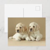 Carte Postale Deux Marionnettes Golden Labrador (Devant / Derrière)