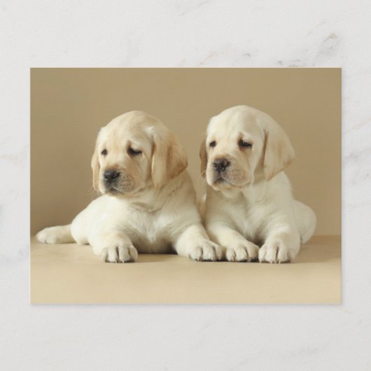 Carte Postale Deux Marionnettes Golden Labrador (Devant)