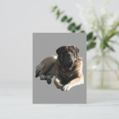 Carte Postale Deux Mastiffs anglais en vacances (Debout devant)