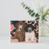 Carte Postale Deux mignonnes chiottes de caniche Chiots de canic (Debout devant)