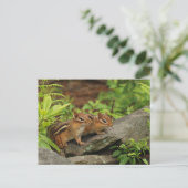 Carte Postale Deux mignonnes chipmunks pour bébés (Debout devant)