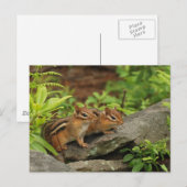 Carte Postale Deux mignonnes chipmunks pour bébés (Devant / Derrière)