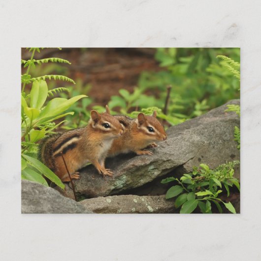 Carte Postale Deux mignonnes chipmunks pour bébés (Devant)