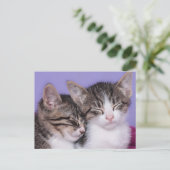 Carte Postale Deux mignons chatons qui font la sieste (Debout devant)