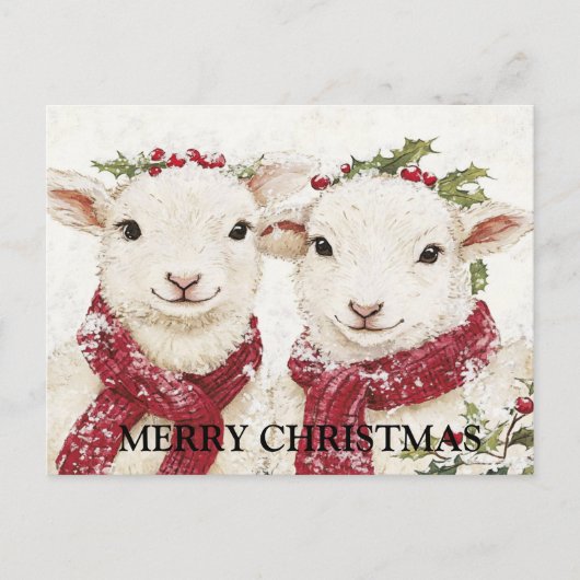Carte Postale Deux mignons moutons (Devant)