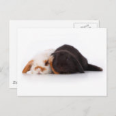 Carte Postale Deux mignons petits lapins (Devant / Derrière)