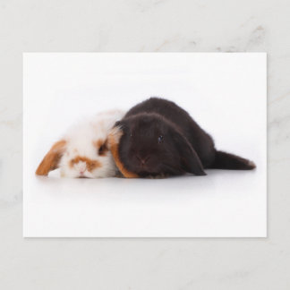 Carte Postale Deux mignons petits lapins