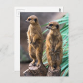 Carte Postale Deux mignons suricates debout à l'attention (Devant / Derrière)