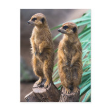 Deux mignons suricates debout à l'attention