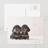 Carte Postale Deux Mini Dachshund Assis (Devant / Derrière)