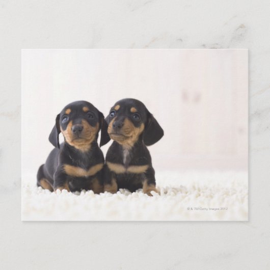 Carte Postale Deux Mini Dachshund Assis (Devant)