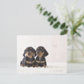 Carte Postale Deux Mini Dachshund Assis (Debout devant)