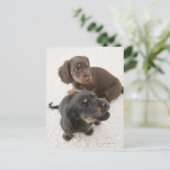Carte Postale Deux Miniatures, Capture Studio (Debout devant)