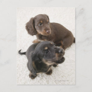 Carte Postale Deux Miniatures, Capture Studio