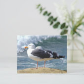 Carte Postale Deux mouettes (Debout devant)