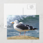 Carte Postale Deux mouettes (Devant / Derrière)