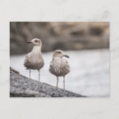 Carte Postale Deux mouettes Nature Photo (Devant)