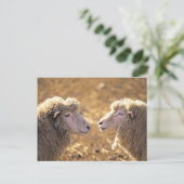 Carte Postale Deux moutons (Debout devant)