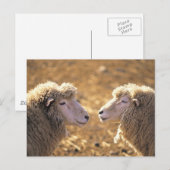 Carte Postale Deux moutons (Devant / Derrière)