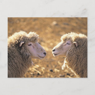 Carte Postale Deux moutons