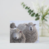 Carte Postale Deux moutons de janvier (Debout devant)