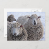 Carte Postale Deux moutons de janvier (Devant / Derrière)