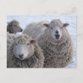 Carte Postale Deux moutons de janvier (Devant)