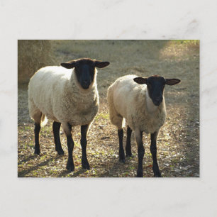 Carte Postale Deux moutons Suffolk Lumière du soleil de l'après-