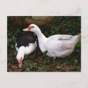 Carte Postale Deux muscovies