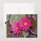 Carte Postale Deux nénuphars roses (Devant / Derrière)