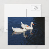 Carte Postale Deux Oies d'Emden (Devant / Derrière)