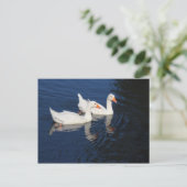 Carte Postale Deux Oies d'Emden (Debout devant)