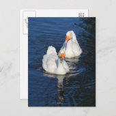 Carte Postale Deux oies d'Emden II (Devant / Derrière)