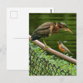 Carte Postale Deux oiseaux (Devant / Derrière)