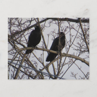 Carte Postale Deux Oiseaux De Corneille Noire Dans Un Arbre