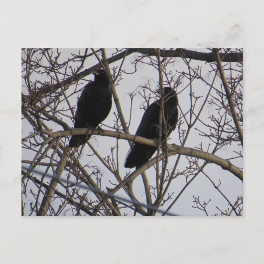 Carte Postale Deux Oiseaux De Corneille Noire Dans Un Arbre (Devant)